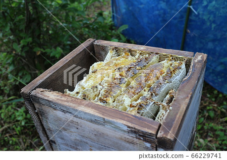 蜂蜜蜜蜂日本蜂蜜蜜蜂蜂蜜收集工作現場素材背景 蜂蜜蜜蜂日本蜂蜜蜜蜂蜂蜜收集工作現場素材背景 66229741