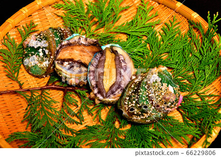 Live abalone for fresh sashimi 66229806