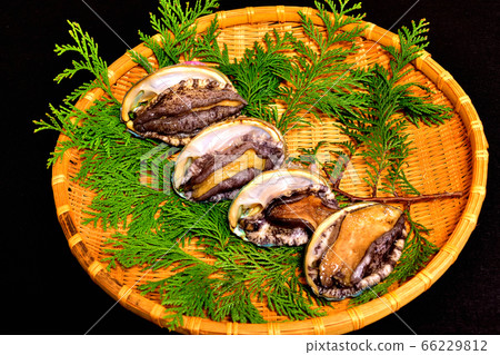 Live abalone for fresh sashimi Live abalone for fresh sashimi 66229812