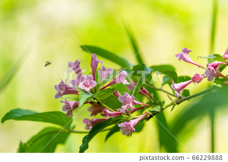Scenery of Goshikinuma Nature Exploration Road in early summer: Welshwood that blooms along the lake Kita-Shiobara Village, Fukushima Prefecture 66229888