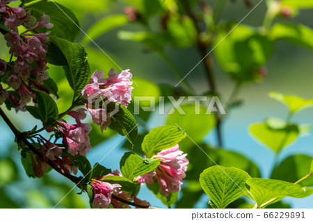 Scenery of Goshikinuma Nature Exploration Road in early summer: Welshwood that blooms along the lake Kita-Shiobara Village, Fukushima Prefecture 66229891