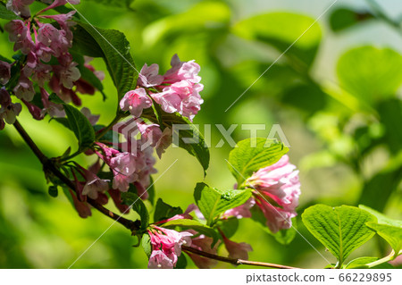 Scenery of Goshikinuma Nature Exploration Road in early summer: Welshwood that blooms along the lake Kita-Shiobara Village, Fukushima Prefecture 66229895