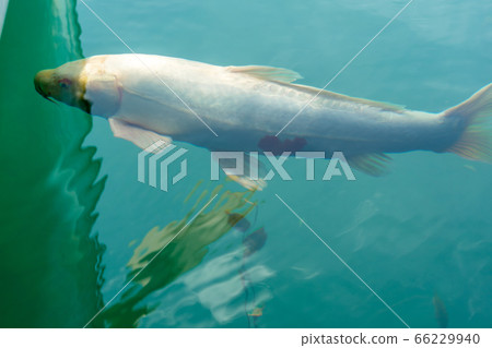 A heart-shaped carp in Bishamonnuma (Goshikinuma), Kitashiobara Village, Fukushima Prefecture A heart-shaped carp in Bishamonnuma (Goshikinuma), Kitashiobara Village, Fukushima Prefecture 66229940