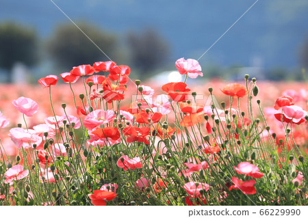 罌粟2253 罌粟2253 66229990