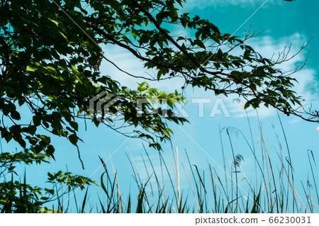 福島縣北鹽原原湖畔初夏的青沼沼沼自然探險路和樹木風景 66230031
