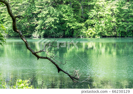 福島縣北尾原村矢沼沼水面的極沼沼自然探索路的綠色美景 66230129