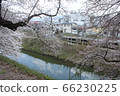 Kasumi公園的櫻花 66230225