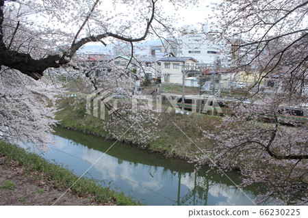 Kasumi公園的櫻花 66230225
