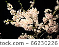 夜晚的櫻花 66230226