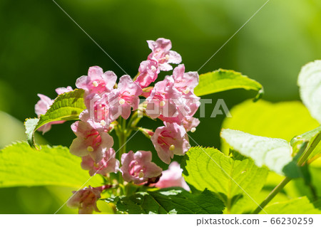 Scenery of Goshikinuma Nature Exploration Road in early summer: Welshwood that blooms along the lake Kita-Shiobara Village, Fukushima Prefecture 66230259