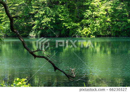 Scenery of Goshikinuma nature exploration road in early summer Aonuma and trees by the lake Kita-Shiobara Village, Fukushima Prefecture Scenery of Goshikinuma nature exploration road in early summer Aonuma and trees by the lake Kita-Shiobara Village, Fukushima Prefecture 66230327