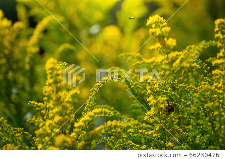 Beautiful yellow goldenrod flowers. 66230476