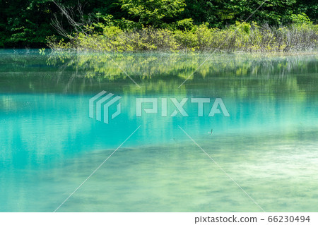 Scenery of Goshikinuma nature exploration road in early summer Aonuma and trees by the lake Kita-Shiobara Village, Fukushima Prefecture Scenery of Goshikinuma nature exploration road in early summer Aonuma and trees by the lake Kita-Shiobara Village, Fukushima Prefecture 66230494