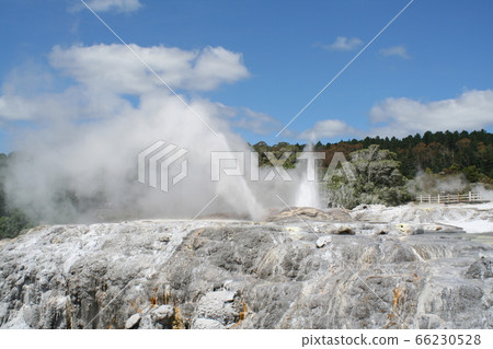 Geyser of Rotorua, New Zealand 66230528