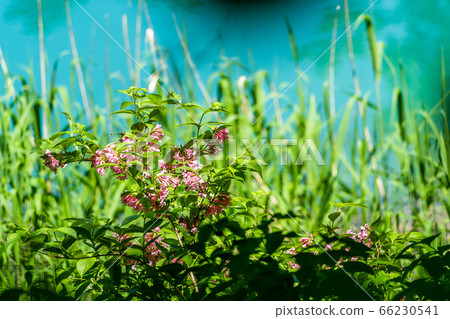 Scenery of Goshikinuma Nature Exploration Road in early summer: Welshwood that blooms along the lake Kita-Shiobara Village, Fukushima Prefecture 66230541