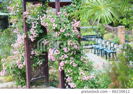 Rose flower ballerina 66230612