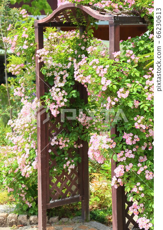 玫瑰花朵芭蕾舞女演員 66230613