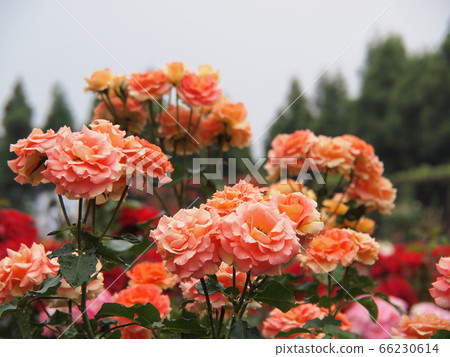 Roses of rose garden Roses of rose garden 66230614