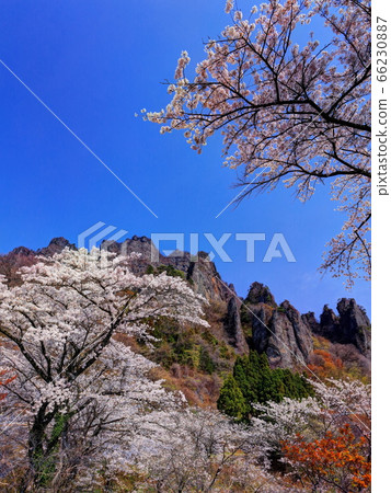 Cherry blossom Myoko mountain 66230887