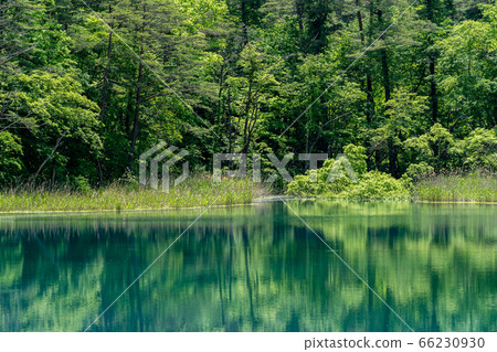 Fresh green scenery of Goshikinuma Nature Exploration Road, waterside of Rurinuma, Kitashiobara Village, Fukushima Prefecture 66230930