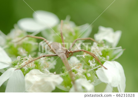 Spider and white flowers Spider and white flowers 66231028