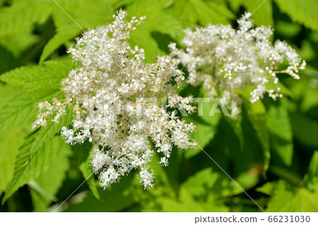 Seiyounatsuyukiso (Western summer snow grass) 66231030
