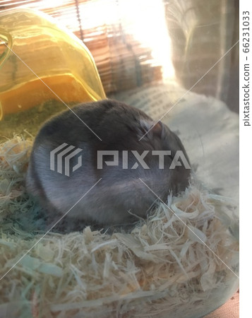 倉鼠的整個午睡 66231033