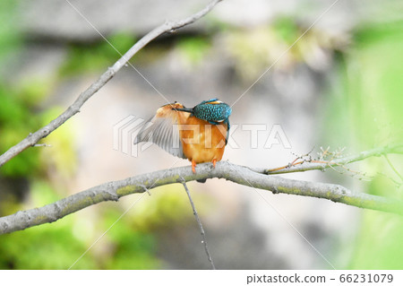 Kingfisher 5651- 66231079