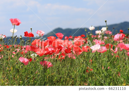 Poppy 1953 66231110