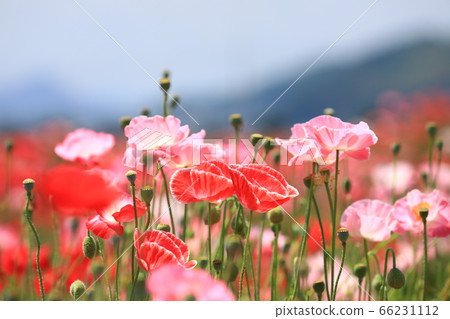 Poppy 1955 66231112