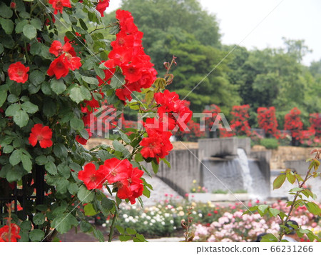 Rose of the park Rose of the park 66231266