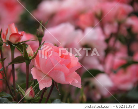 Rose of pink 66231357