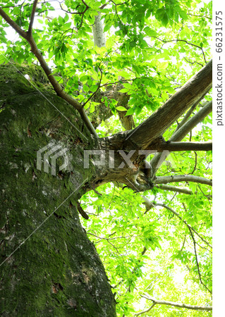 Scenery from Kosei Town, Okazaki City, Aichi Prefecture, fresh green of Okazaki Castle [June] 66231575