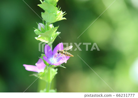 Himehiratabu is overjoyed at the beginning of the blooming of Kikyosou. Himehiratabu is overjoyed at the beginning of the blooming of Kikyosou. 66231777