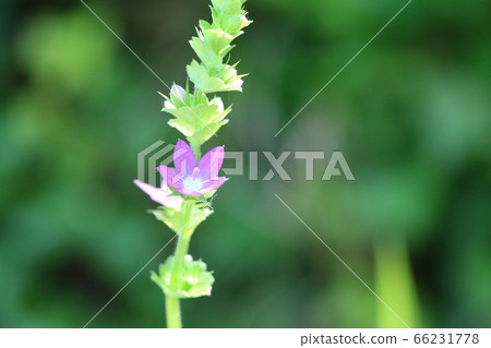 Kikyosou (Japanese bellflower) begins to bloom Kikyosou (Japanese bellflower) begins to bloom 66231778