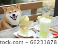 夏伊巴（Shiba Inu）在夏天的下午對農場微笑，甜瓜糖果在她的面前。 66231878