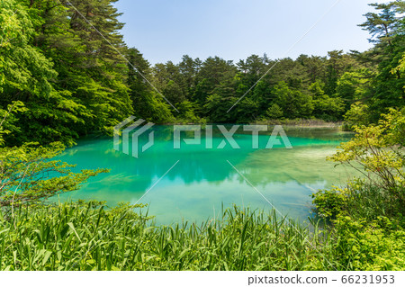福島縣北鹽原原湖畔初夏的青沼沼沼自然探險路和樹木風景 66231953