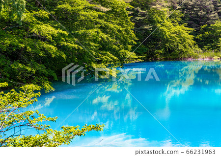 福島縣北鹽原原湖畔初夏的青沼沼沼自然探險路和樹木風景 66231963