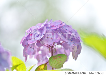 Hand-bloomed Hydrangea "Preziosa" Hand-bloomed Hydrangea "Preziosa" 66232630