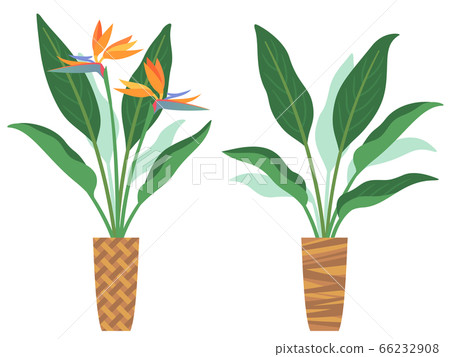 Strelitzia Augusta illustration set - Stock Illustration [66232908] - PIXTA