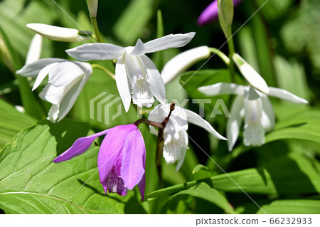 White silane (white flower purple orchid) 66232933