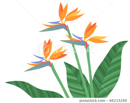 Illustration of Strelitia 66233289