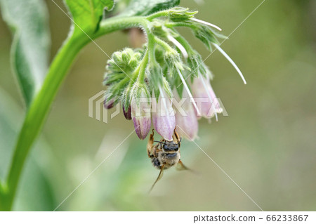 Bees immersed in comfrey honey Bees immersed in comfrey honey 66233867