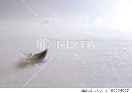 White background with feather accents White background with feather accents 66234077