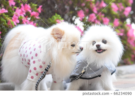 A cute dog with a lovely smile and a beautiful azalea A cute dog with a lovely smile and a beautiful azalea 66234090