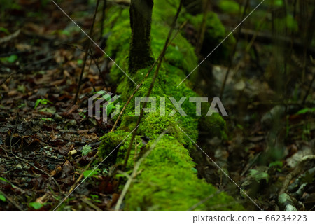 苔蘚森林 66234223