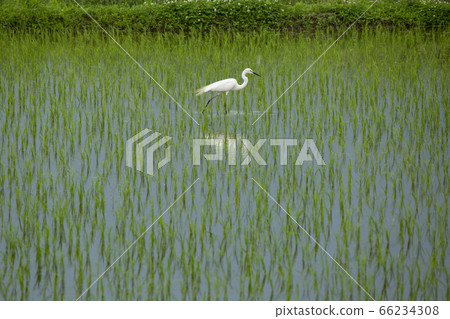 在稻田中的白崎 在稻田中的白崎 66234308