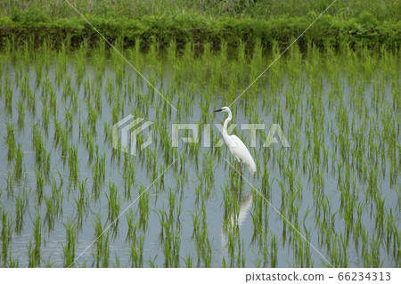 在稻田中的白崎 66234313