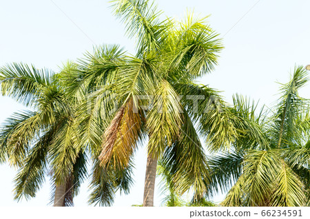 Coconut palm tree Green leaves against bright warm light blue sky in summer sunset 66234591