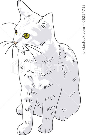 Realistic cat illustration Realistic cat illustration 66234712